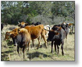 Roping Steers for sale. Mexican Corriente roping steers.