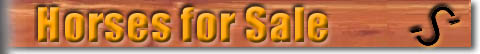 Foundation bred Quarter Horses for sale, Colts for Sale, Working Cattle Horses for Sale