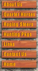 Foundation bred quarter horses offered for breeding services, quarter horse colts for sale, working cattle horses for sale, corriente cattle for sale and Texas Hill Country hunting packages all available at Simmons Ranch in Burnet, Texas.